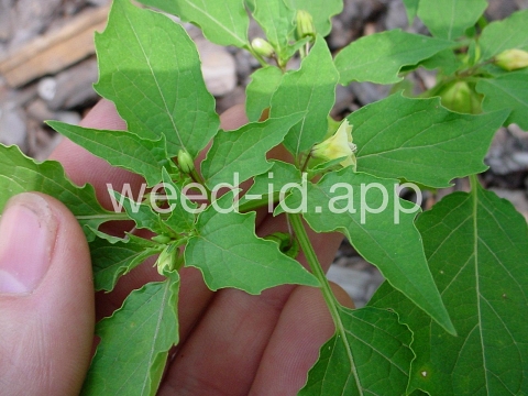 groundcherry, cutleaf